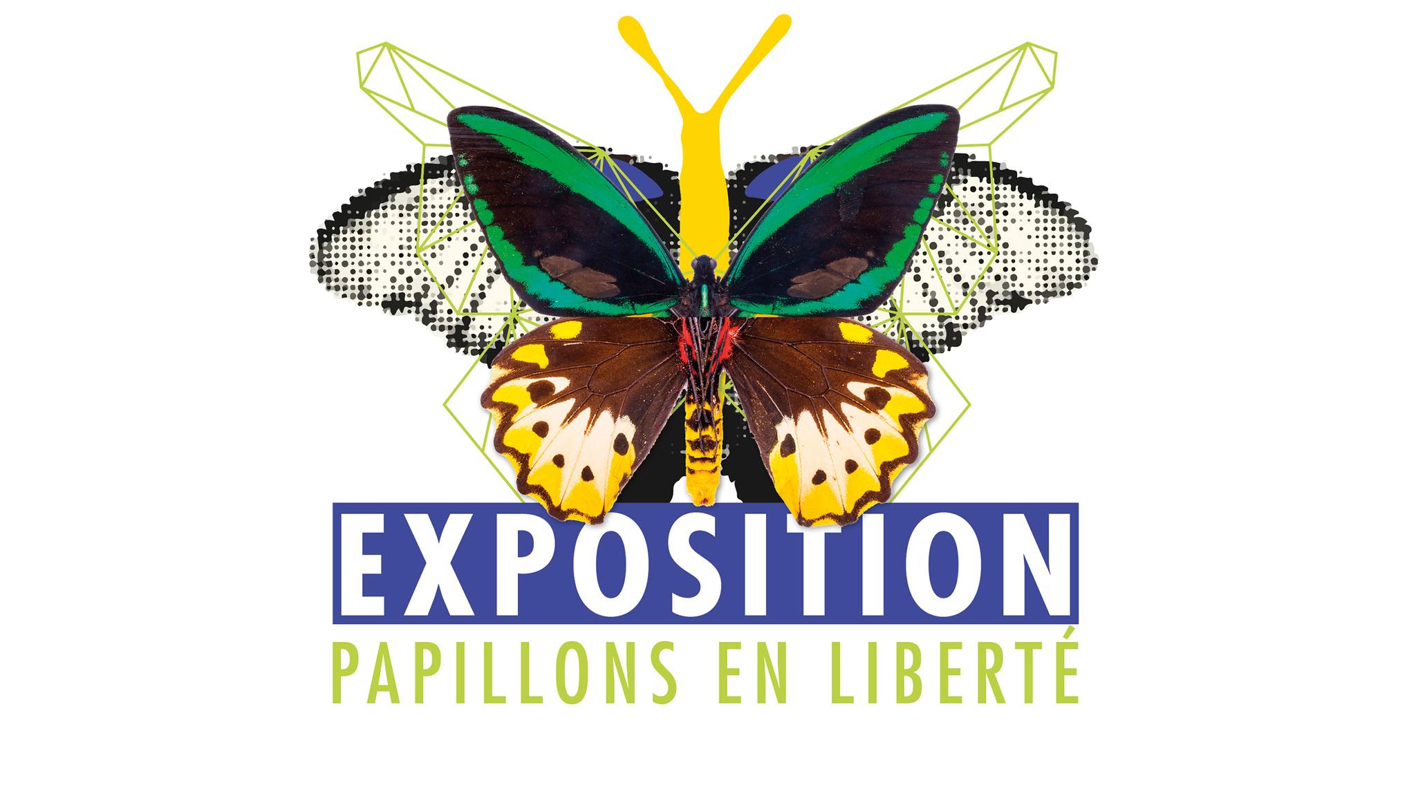 Papillons en liberté au Chemin de la Ferme à WAREMME