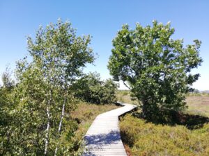 Balade à la découverte de la Fagne de Malchamps avec Nature & Rando