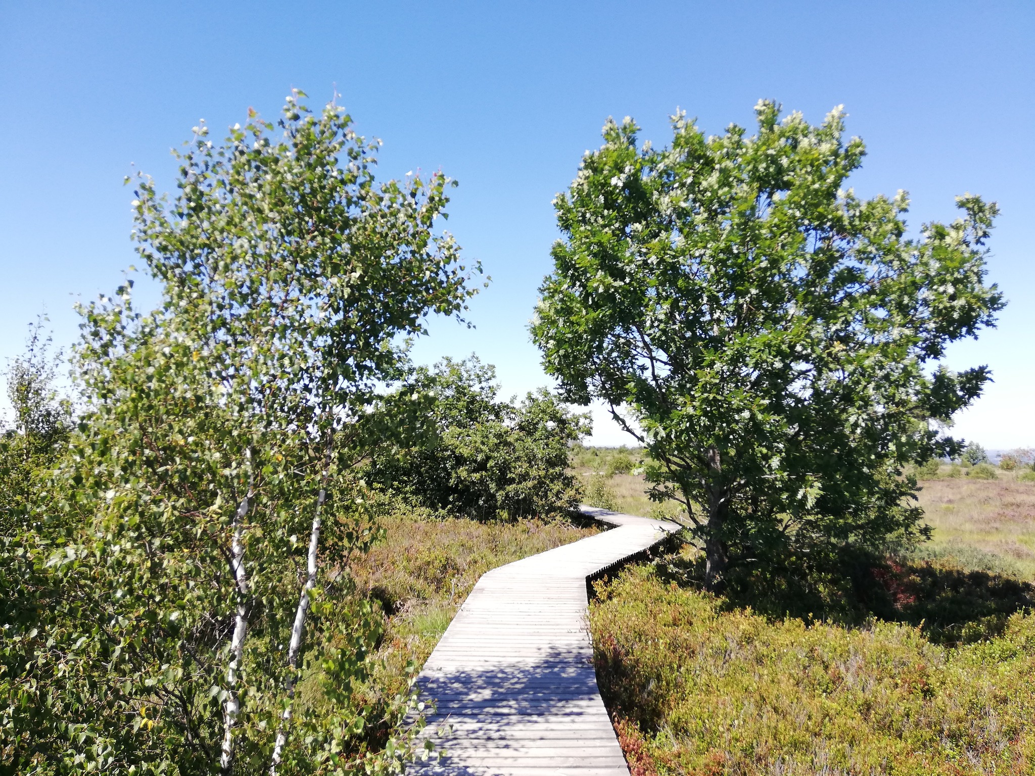 Balade à la découverte de la Fagne de Malchamps avec Nature & Rando